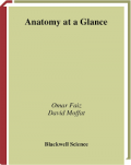 Anatomy at a glance